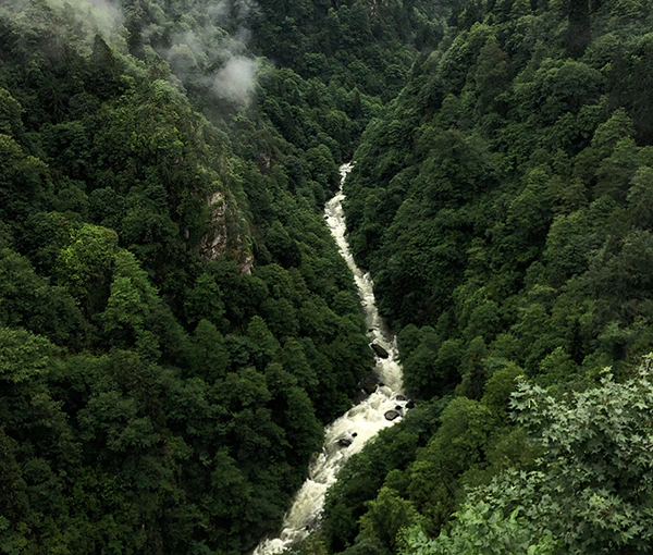 Wald am Berg mit Fluss im Tal